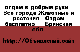 отдам в добрые руки - Все города Животные и растения » Отдам бесплатно   . Брянская обл.